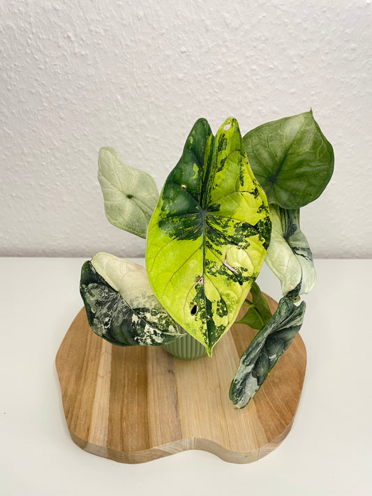 Alocasia Dragon Scale Albo