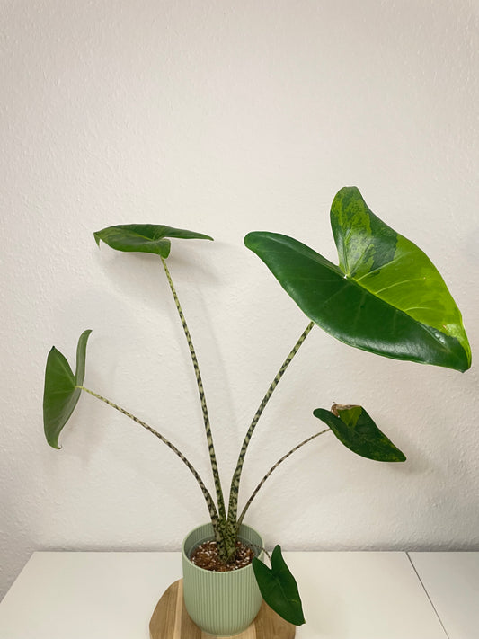 Alocasia Zebrina Aurea Variegata