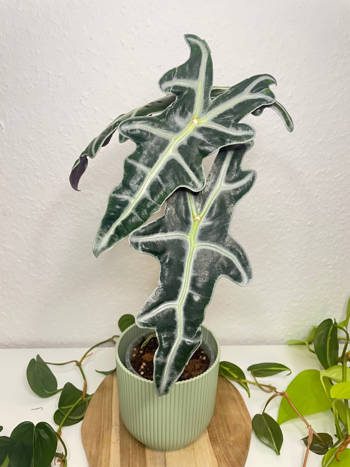 Alocasia Nobilis