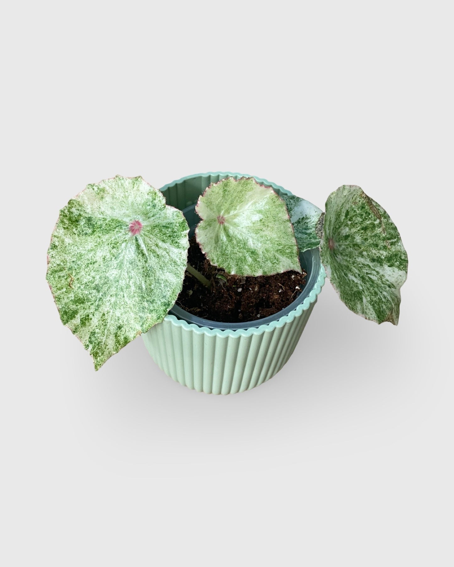 Begonia Rouge Variegata