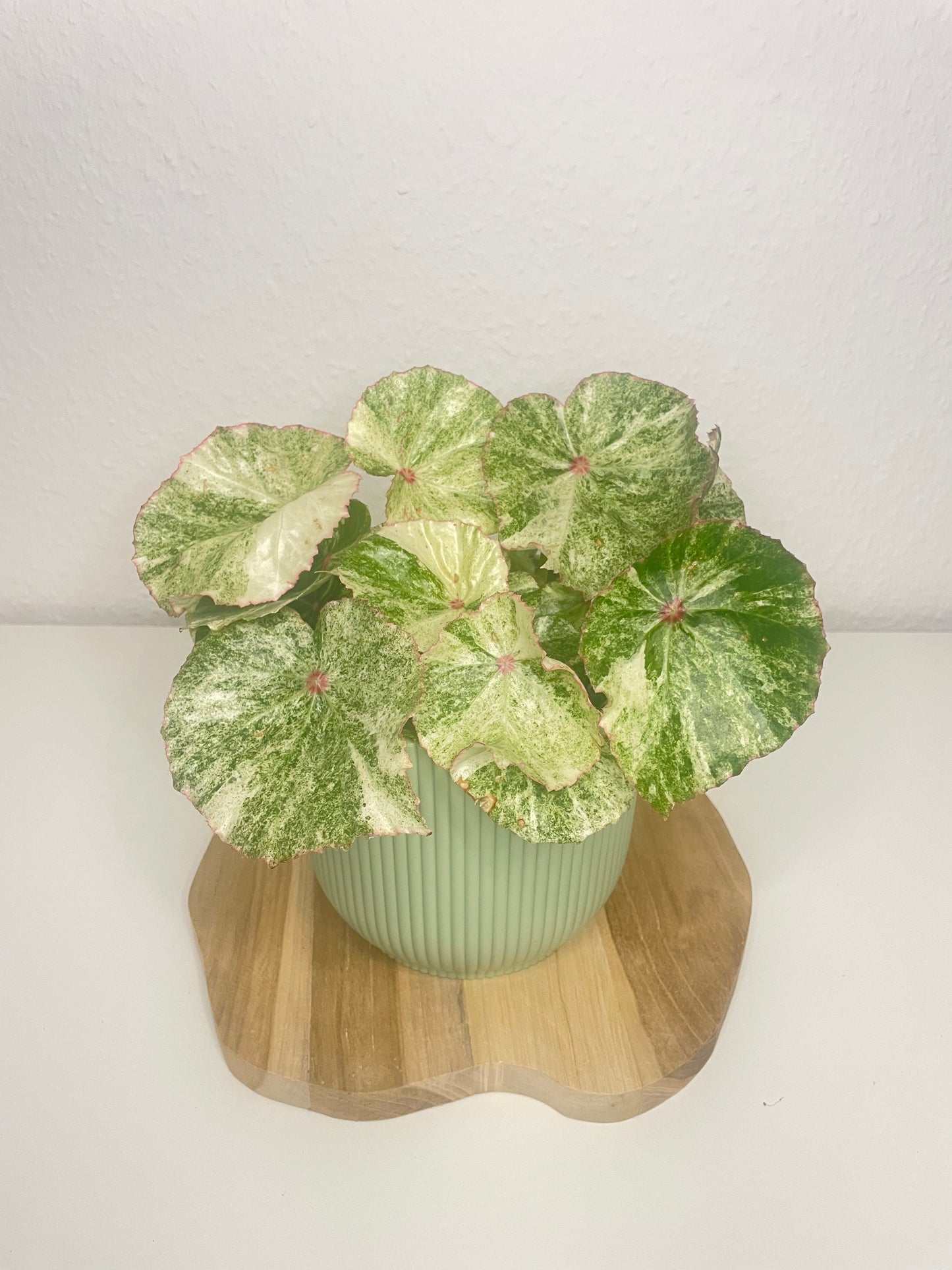 Begonia Rouge Variegata