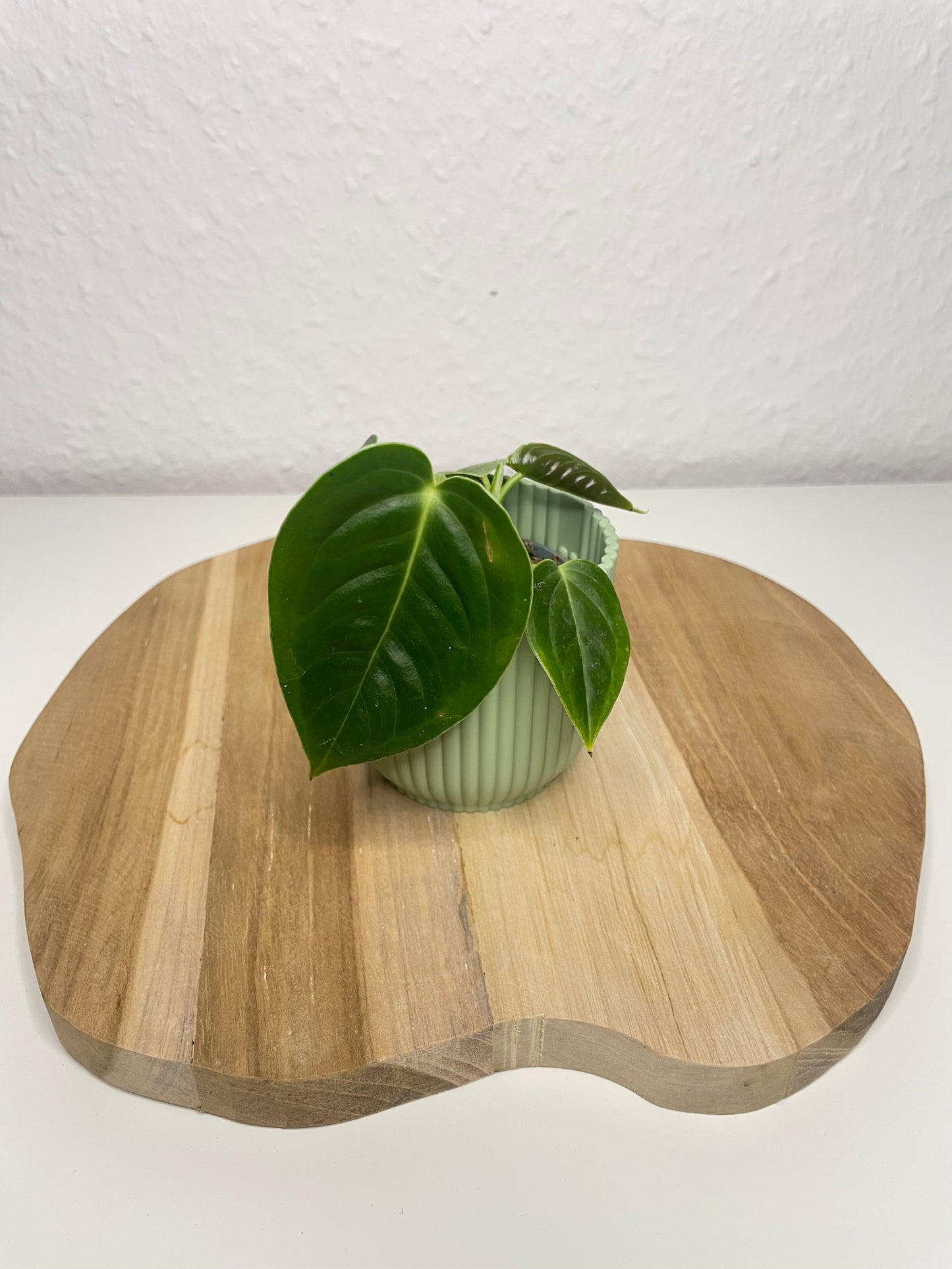 Anthurium Veitchii