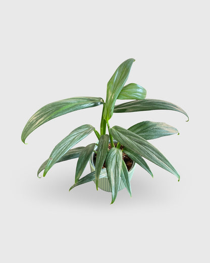 Epipremnum Amplissimum Silver