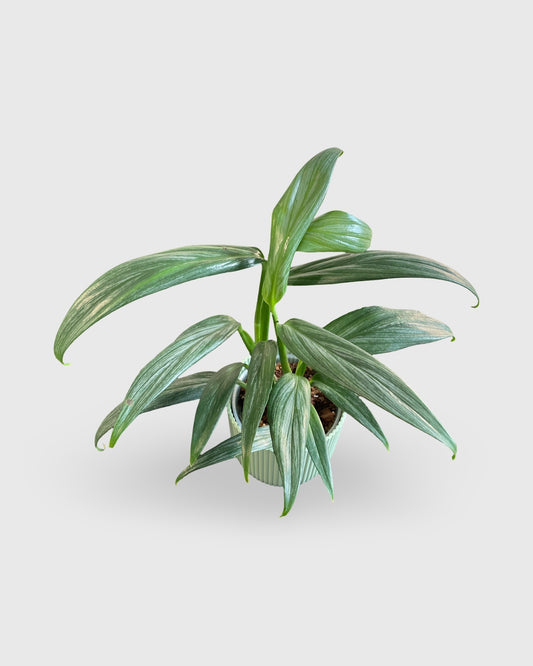 Epipremnum Amplissimum Silver