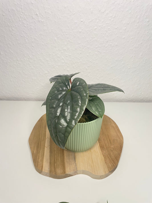Anthurium Luxurians