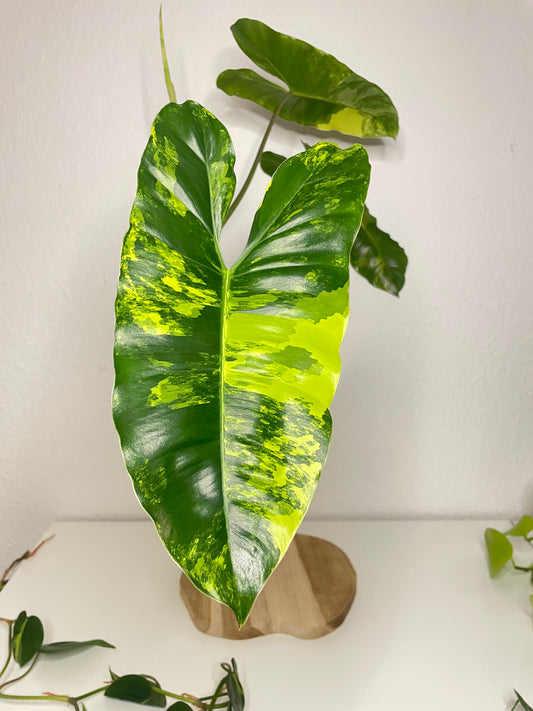 Philodendron Burle Marx Variegata
