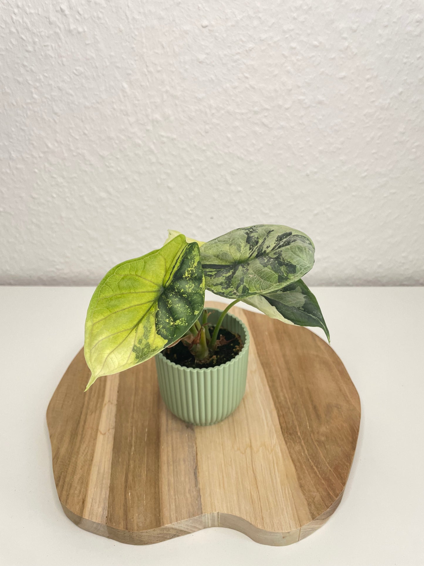 Alocasia Dragon Scale Albo