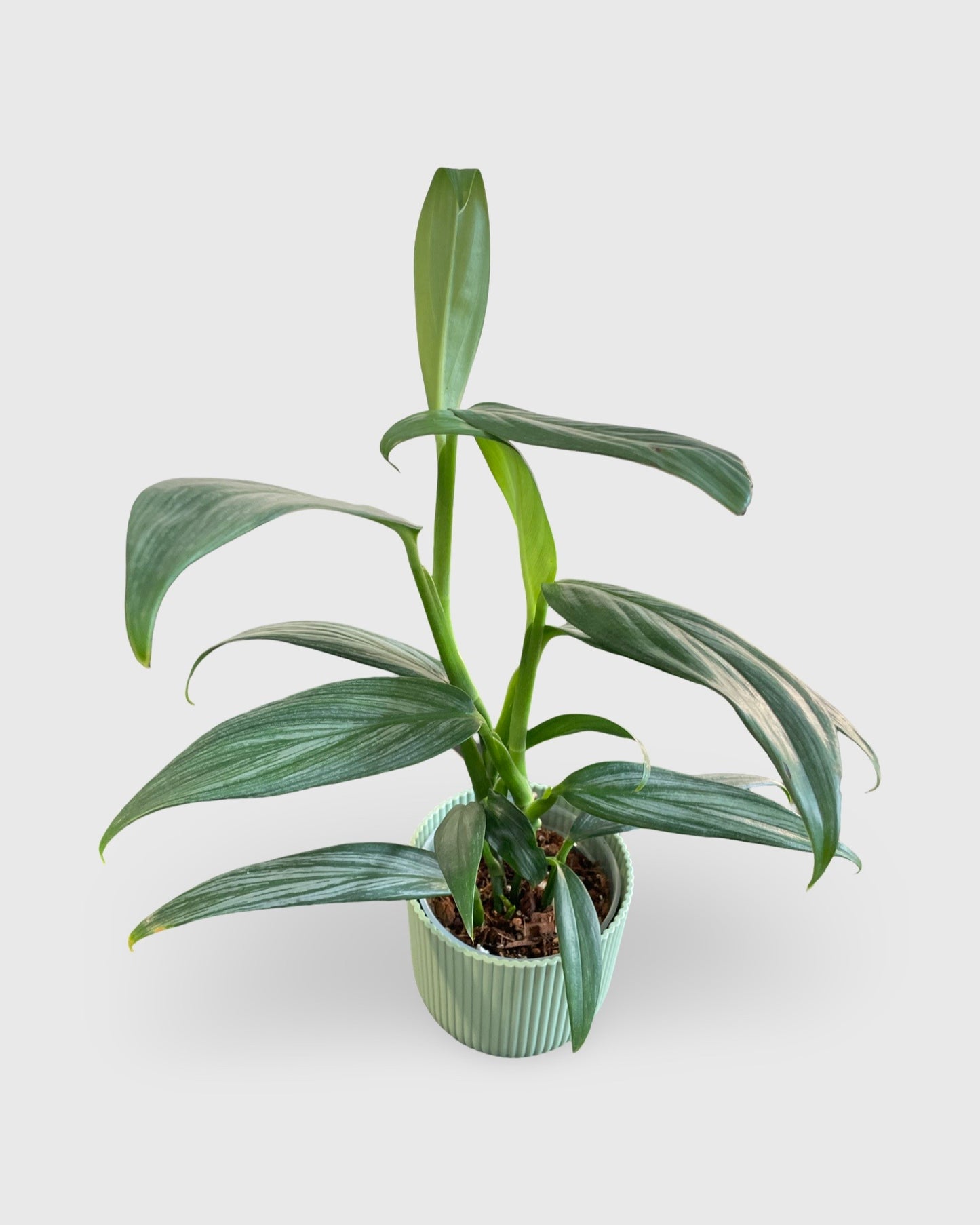 Epipremnum Amplissimum Silver