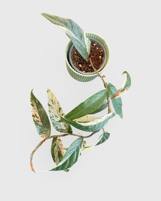 Ficus Sagittata Pink Variegata