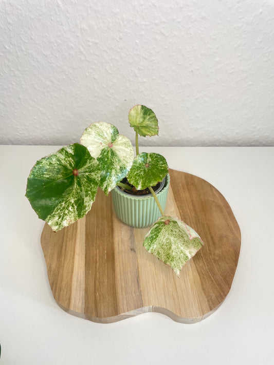 Begonia Rouge Variegata