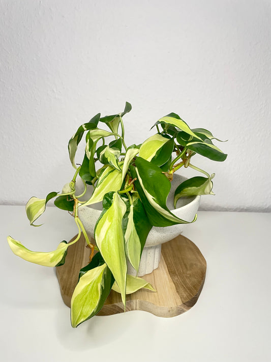 Philodendron Scandens Rio