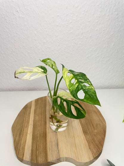Monstera Adansonii Variegata