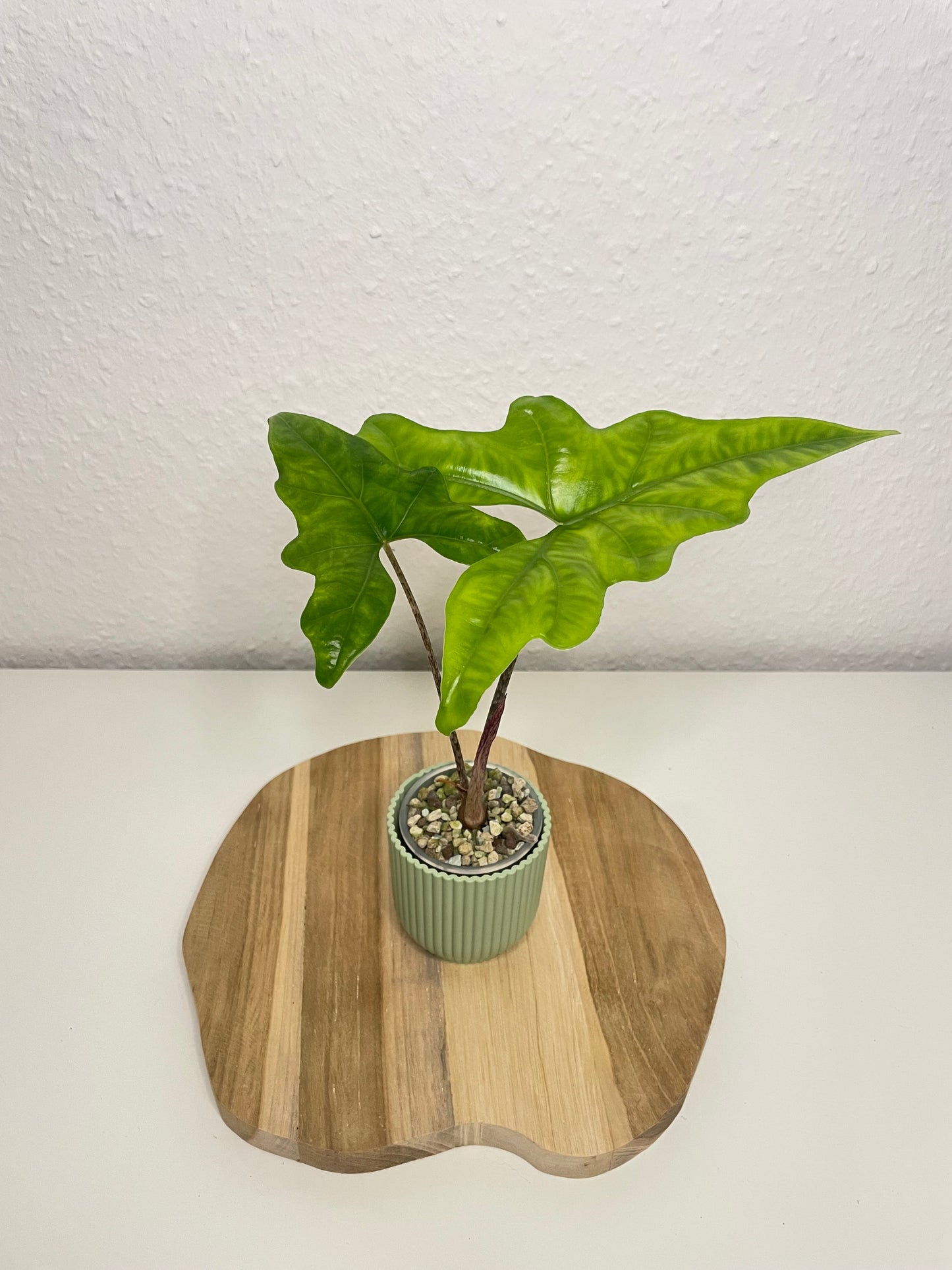 Alocasia Bat Wing