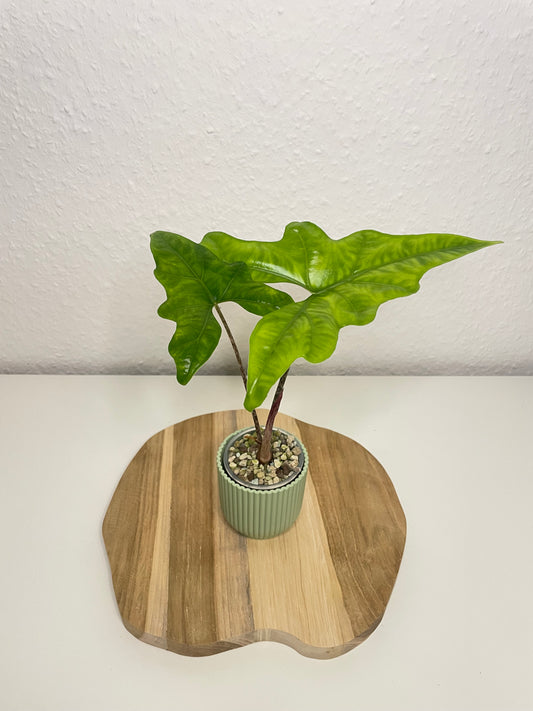 Alocasia Bat Wing