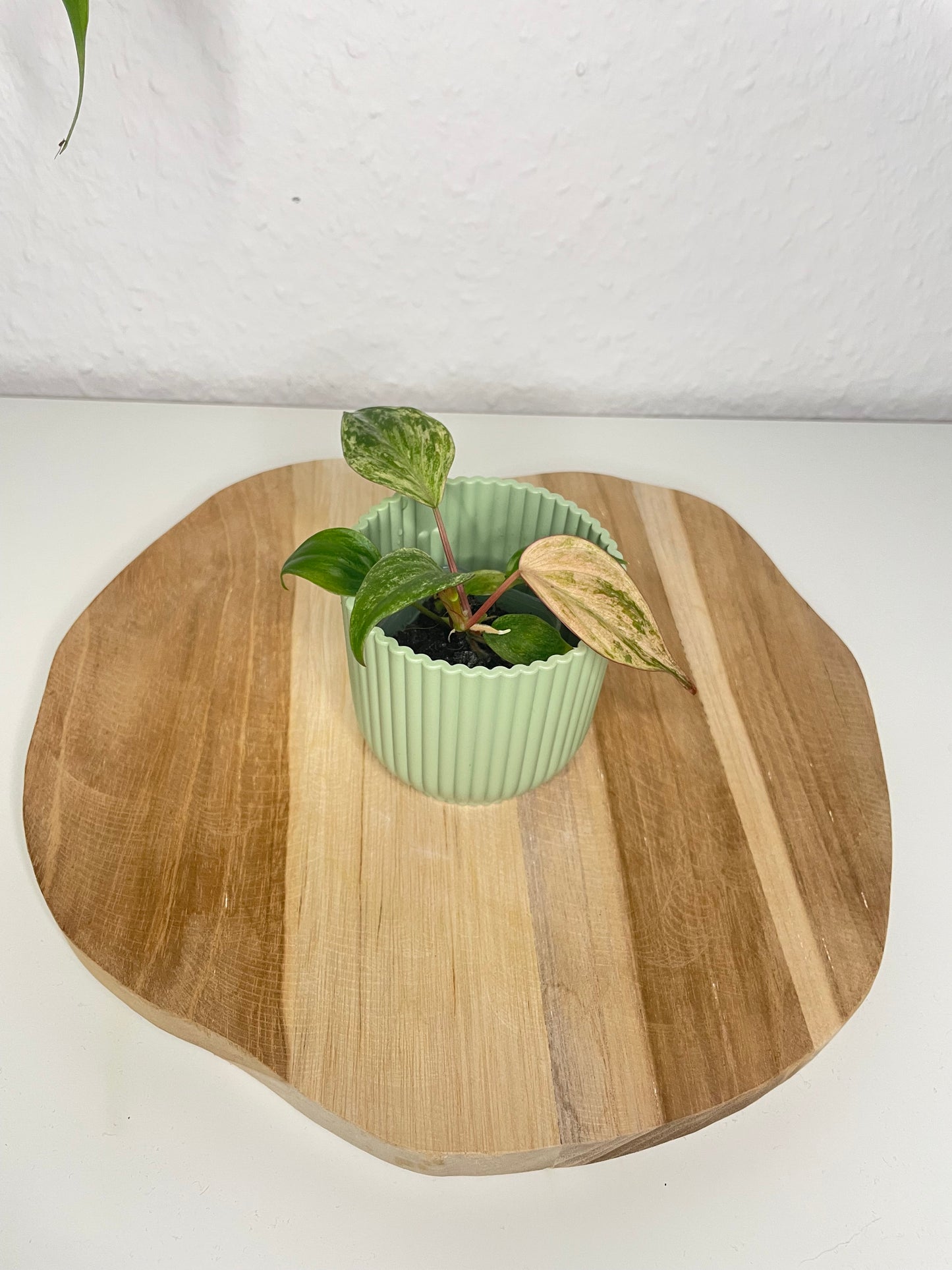 Philodendron Micans pink marble