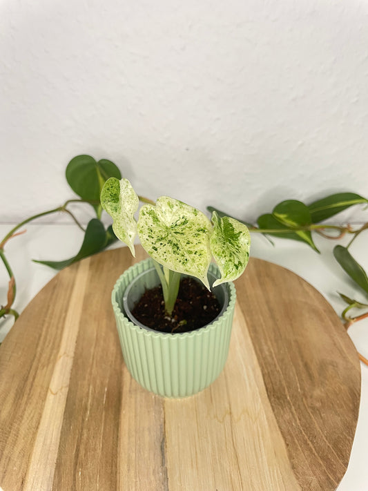 Alocasia Dragon Scale Mint