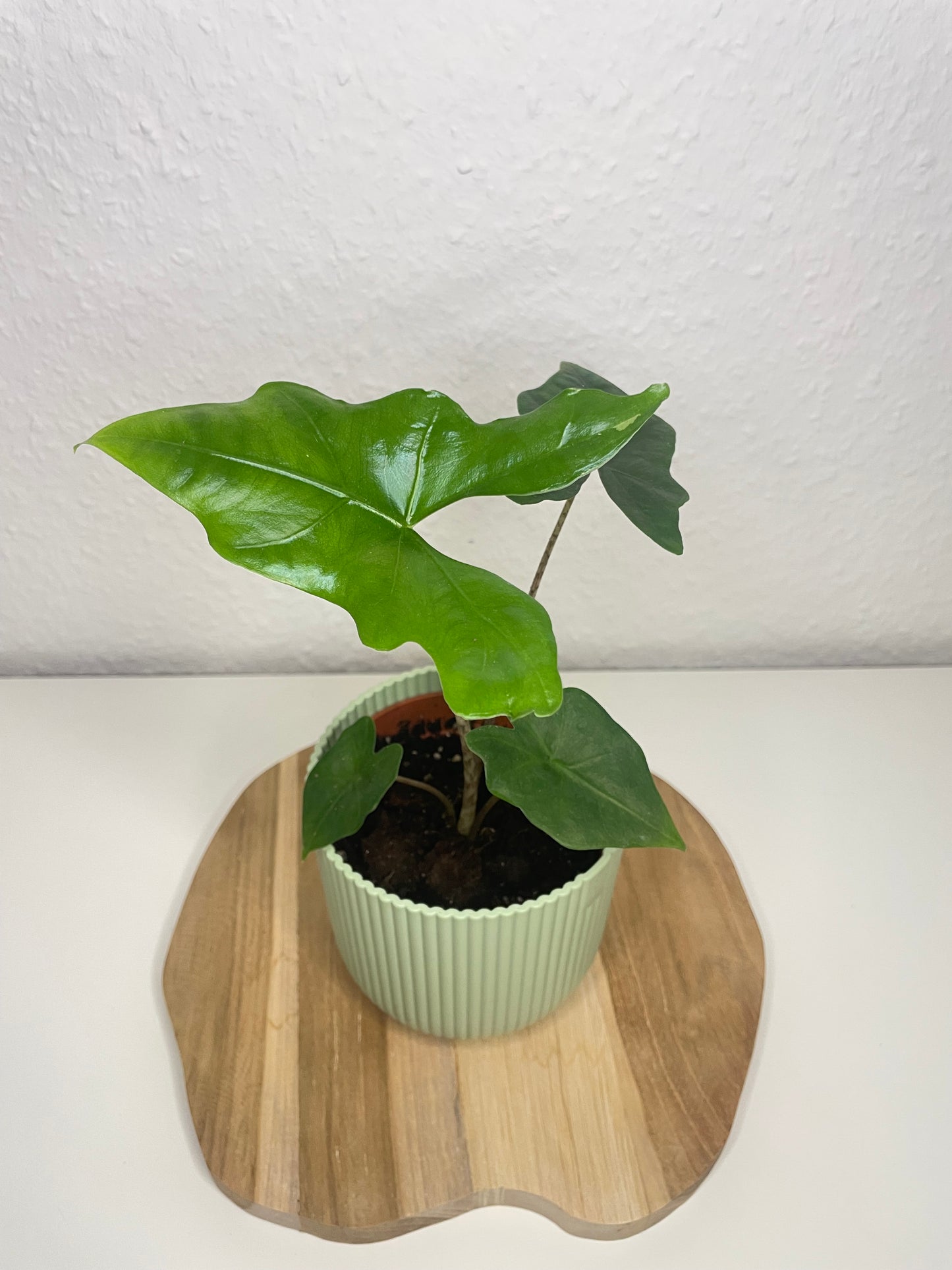 Alocasia Nycteris Batwing