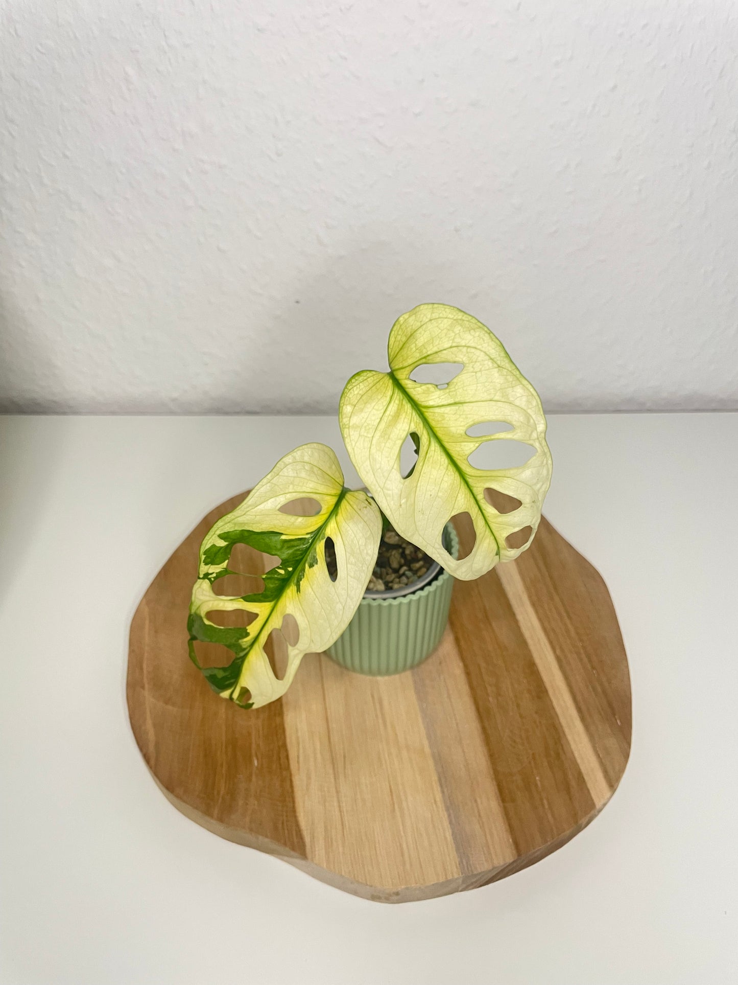 Monstera Adansonii Variegata