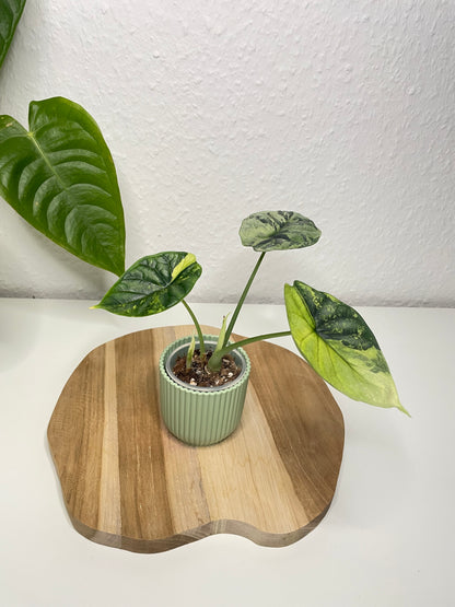 Alocasia Dragon Scale Variegata