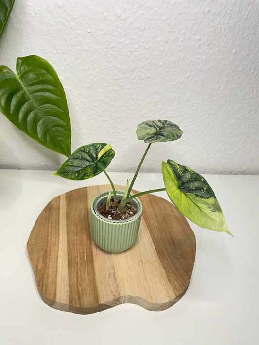 Alocasia Dragon Scale Variegata