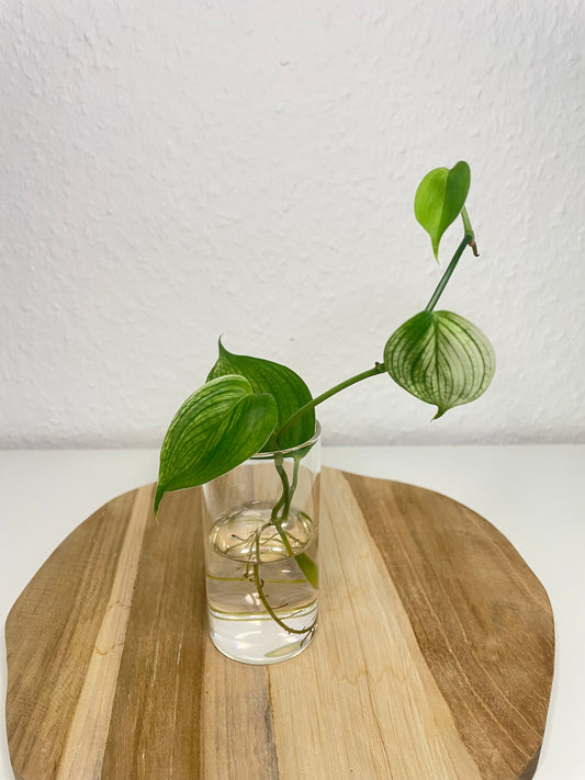 Scindapsus White Monster
