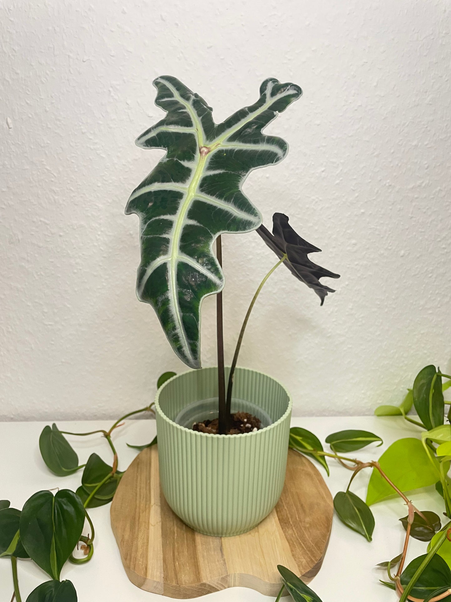 Alocasia Nobilis