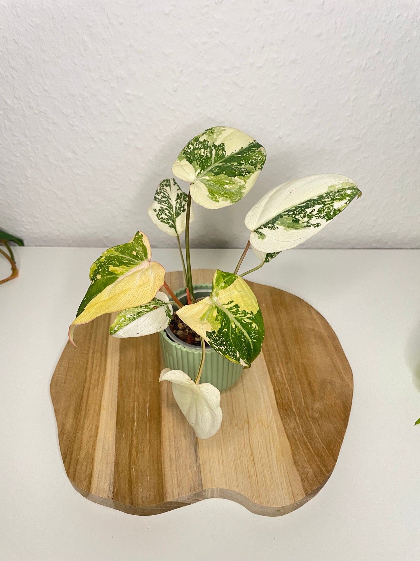 Philodendron Gloriosum Tricolor