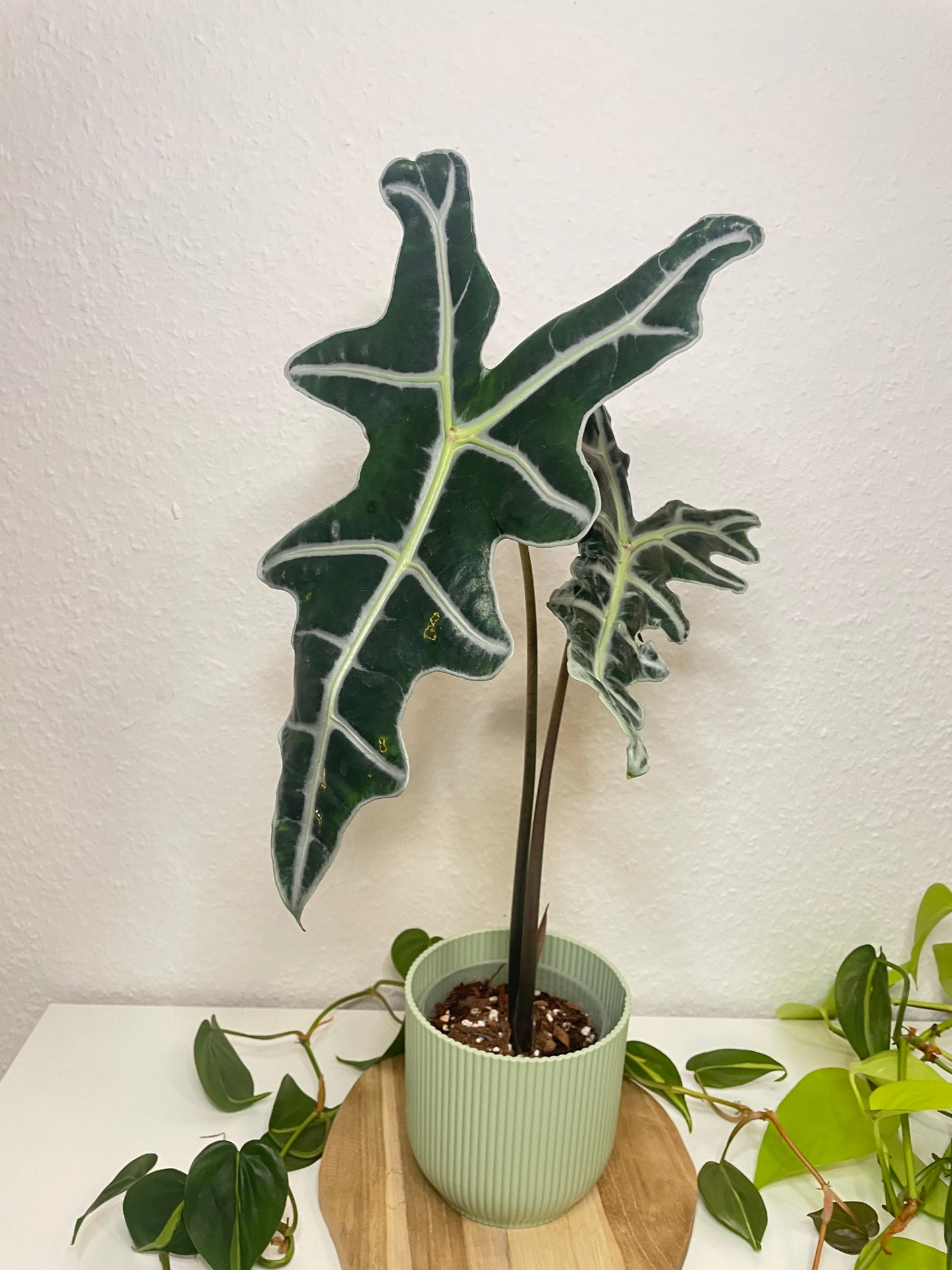 Alocasia Nobilis