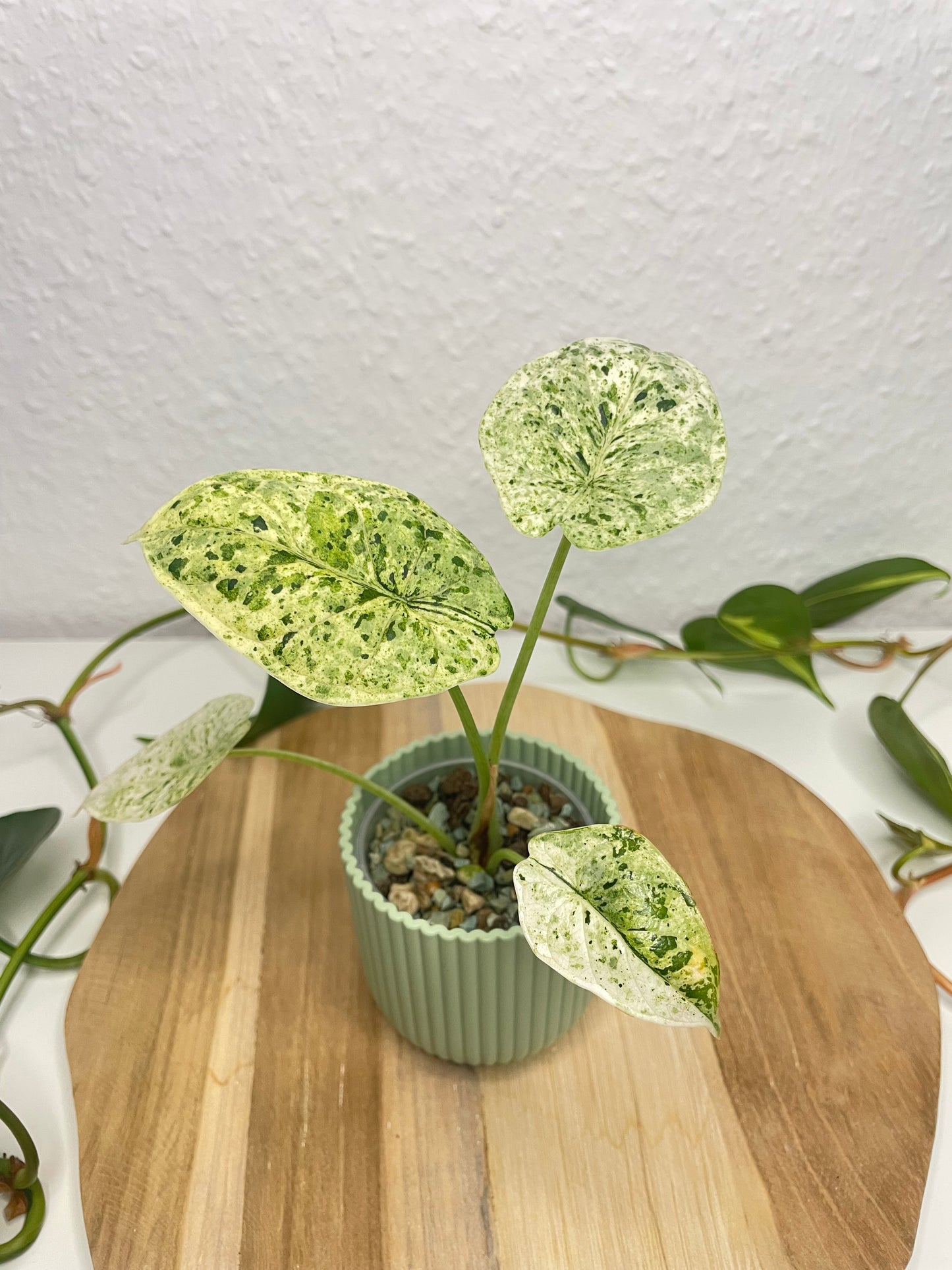 Alocasia Dragon Scale Mint
