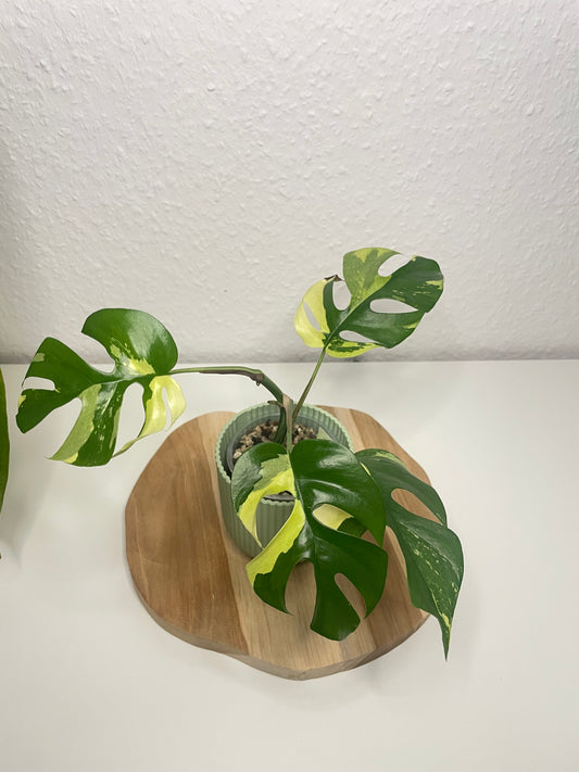 Rhaphidophora tetrasperma Variegata