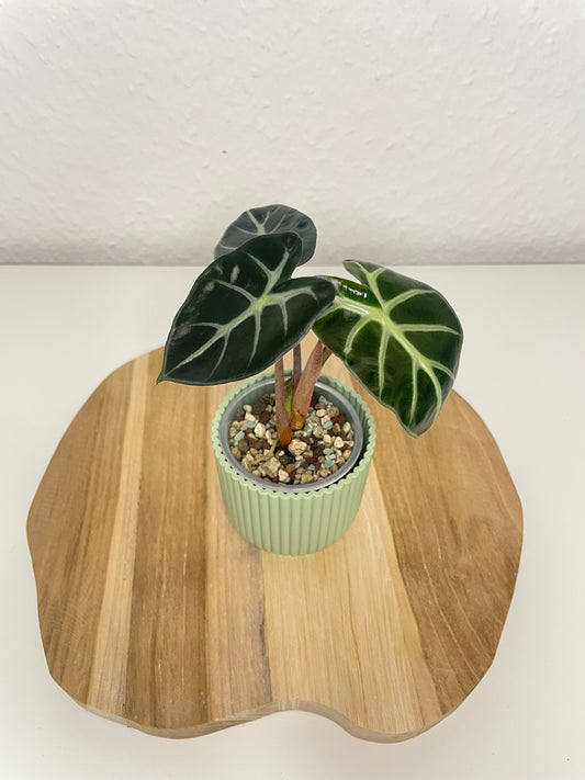 Alocasia Balloon Heart