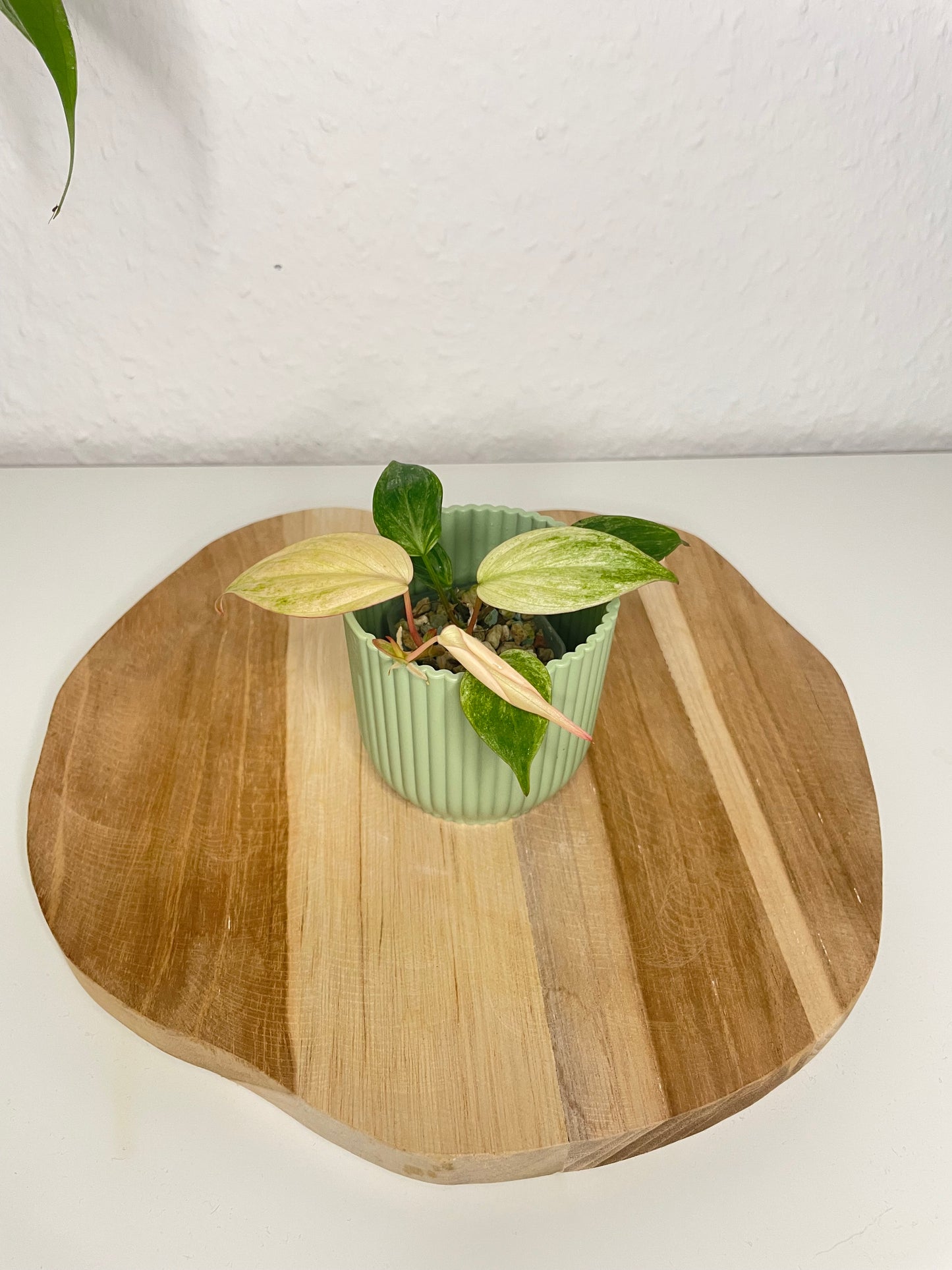 Philodendron Micans pink marble