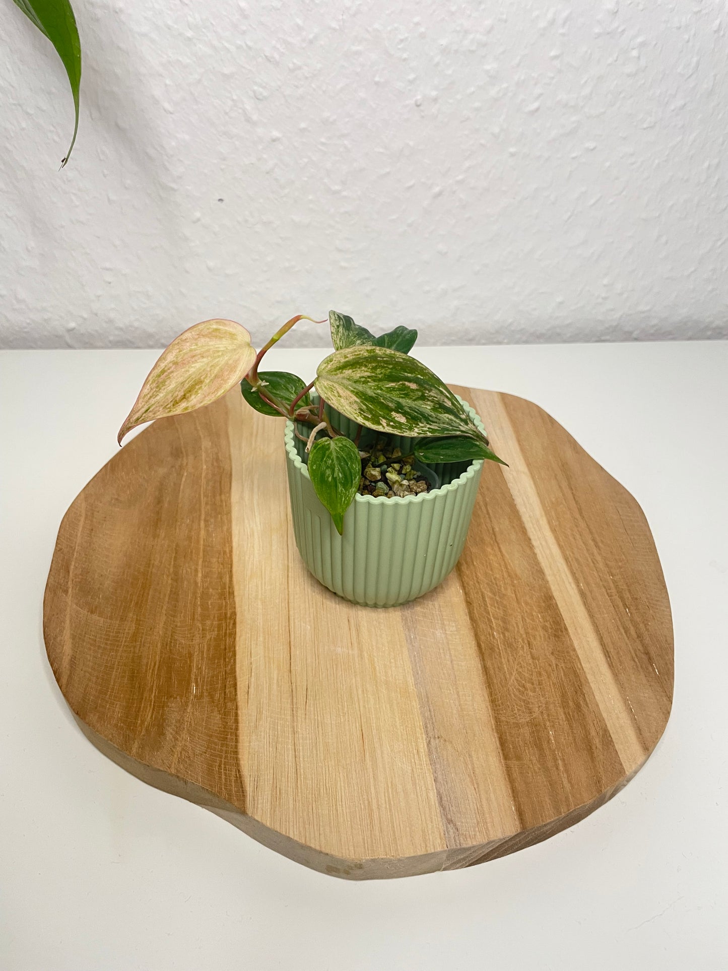 Philodendron Micans pink marble