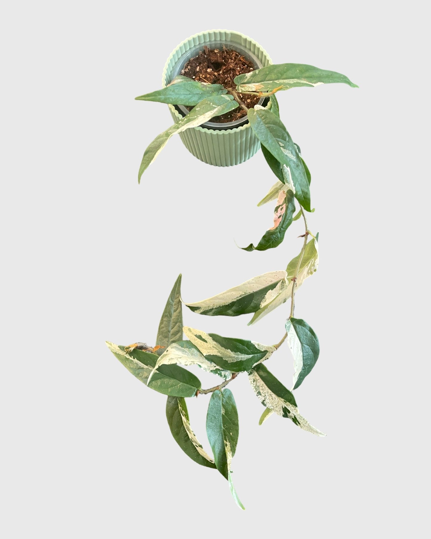 Ficus Sagittata Pink Variegata