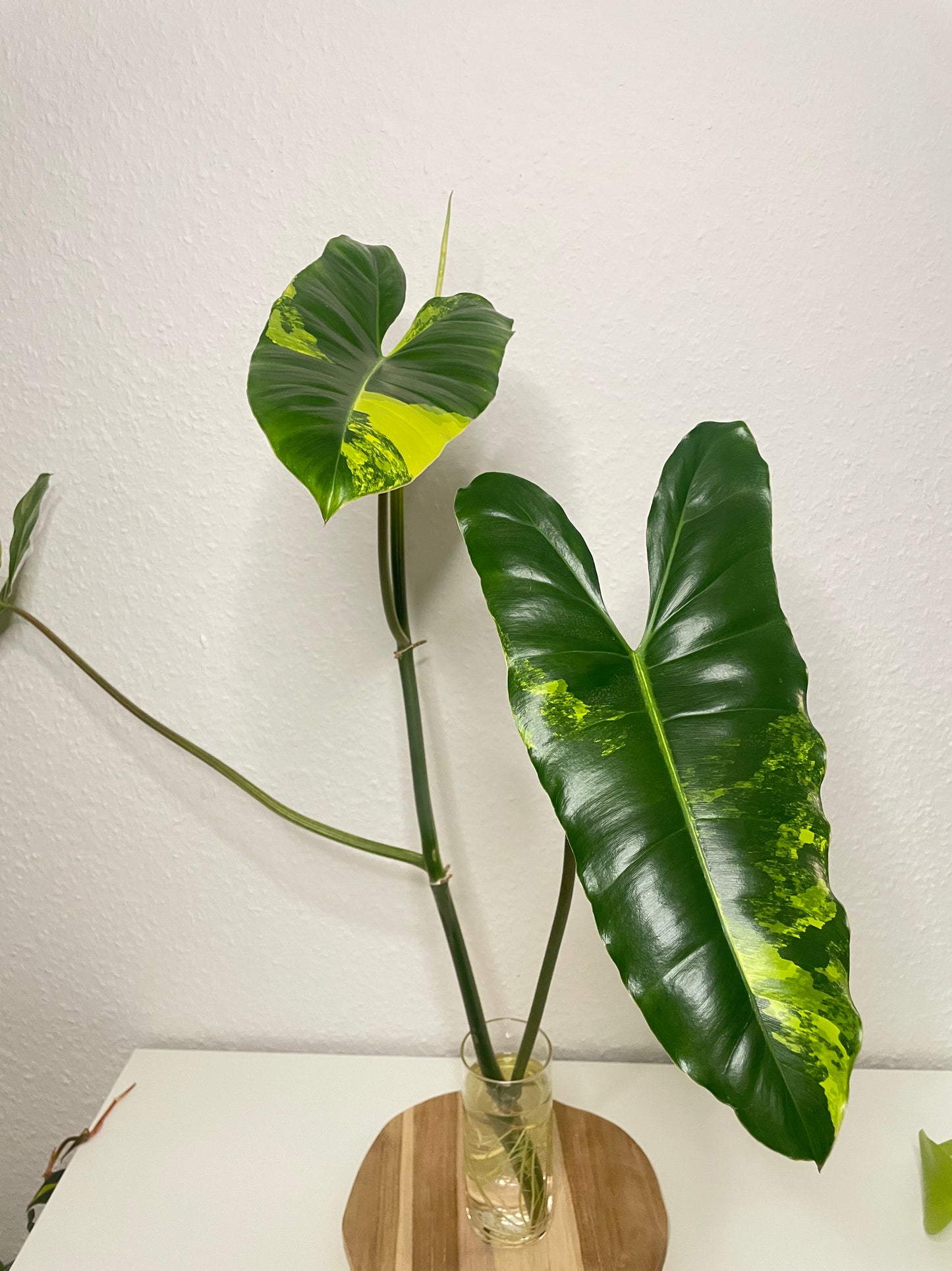 Philodendron Burle Marx Variegata