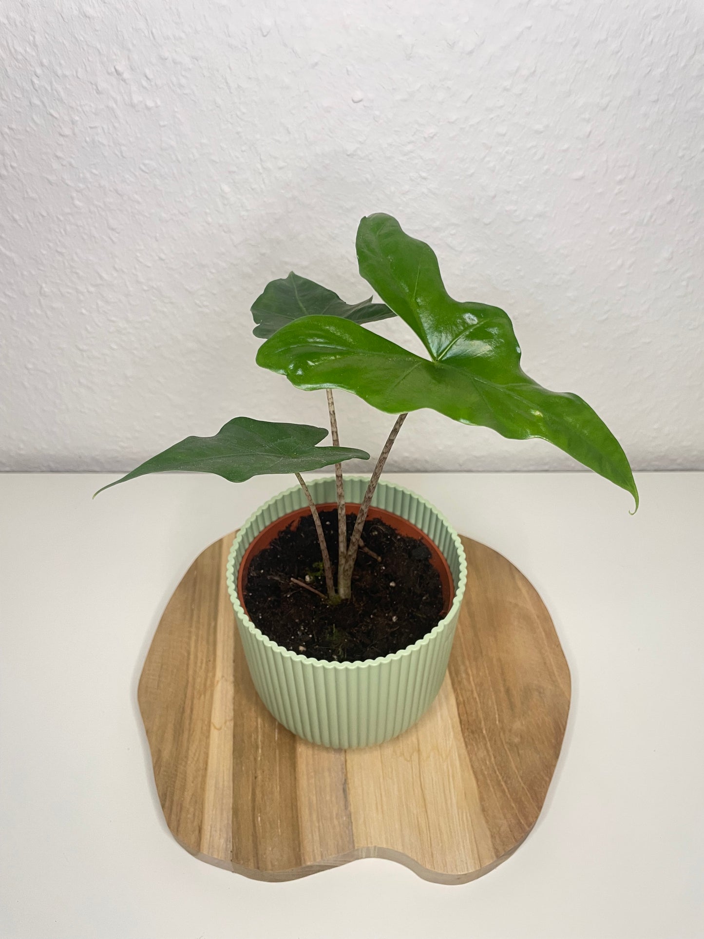Alocasia Nycteris Batwing