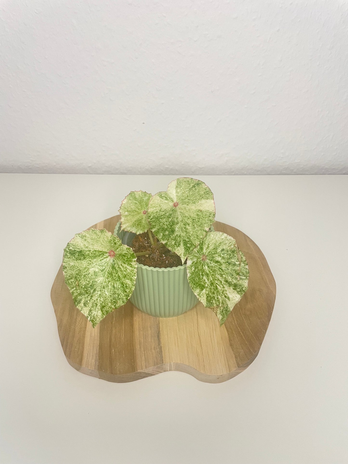 Begonia Rouge Variegata