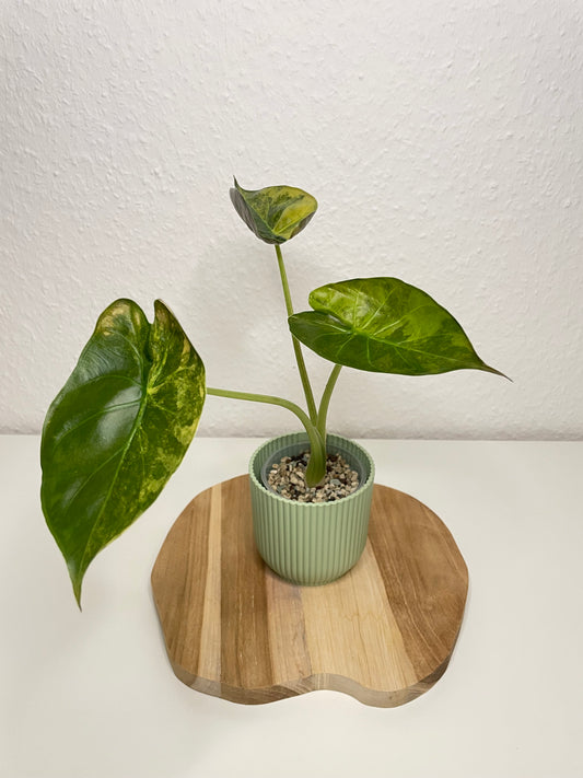 Alocasia Wentii Variegata
