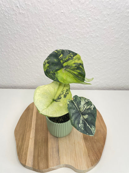 Alocasia Dragon Scale Albo