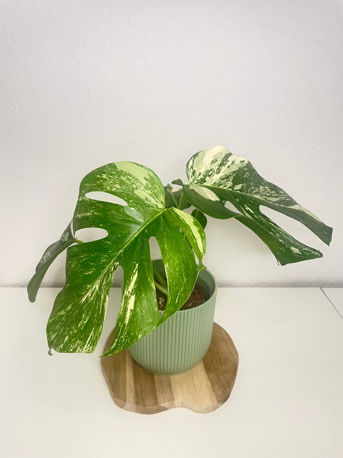 Monstera Deliciosa Variegata
