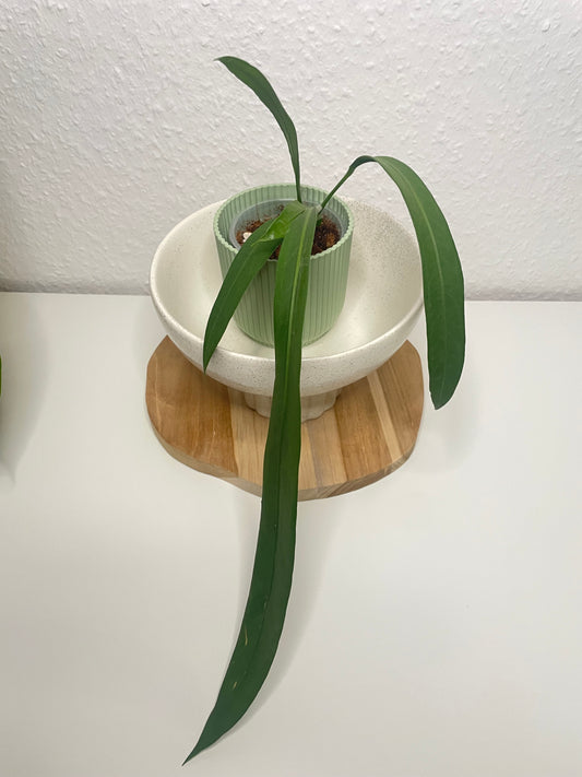 Anthurium Vittarifolium