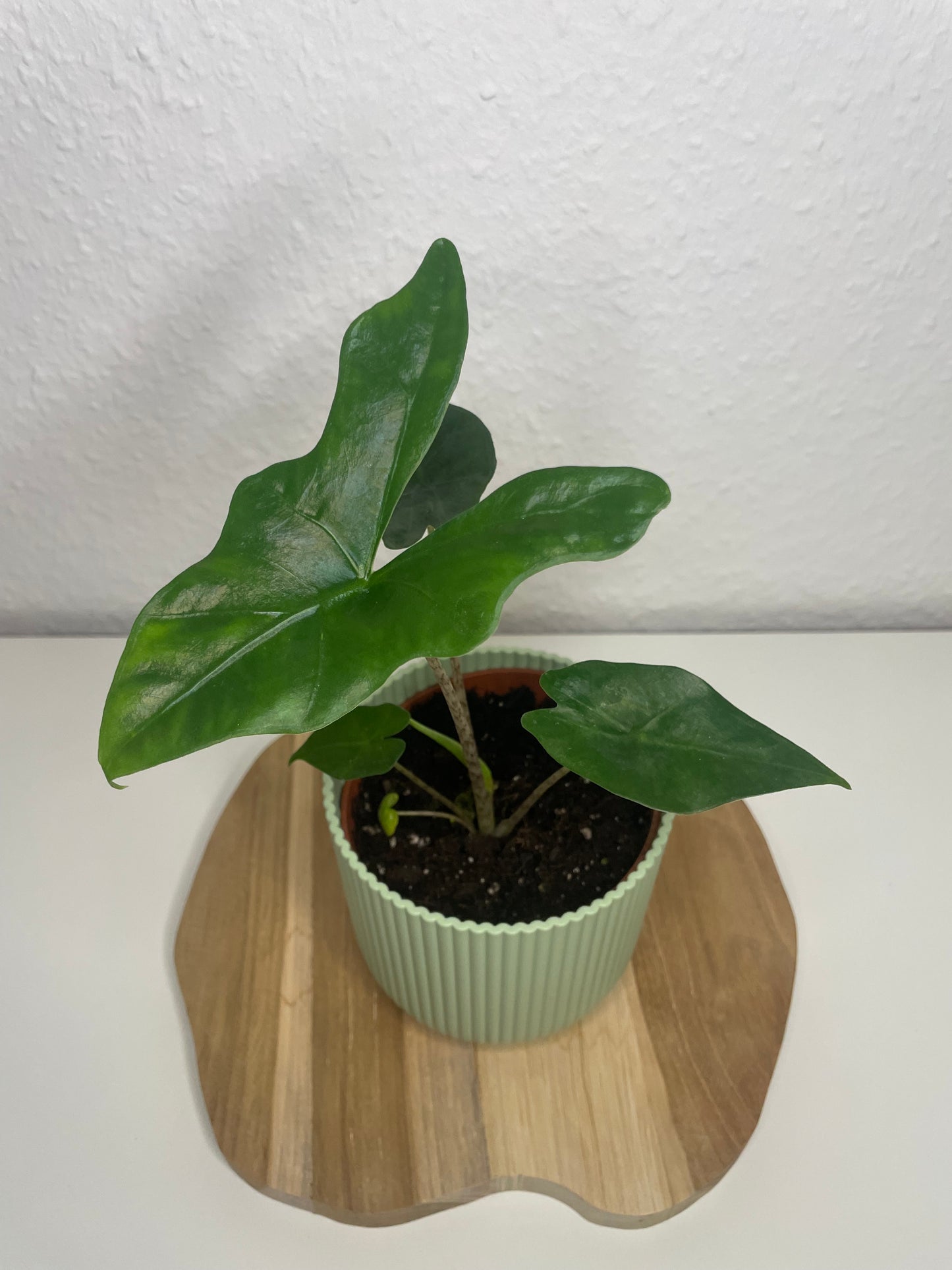 Alocasia Nycteris Batwing