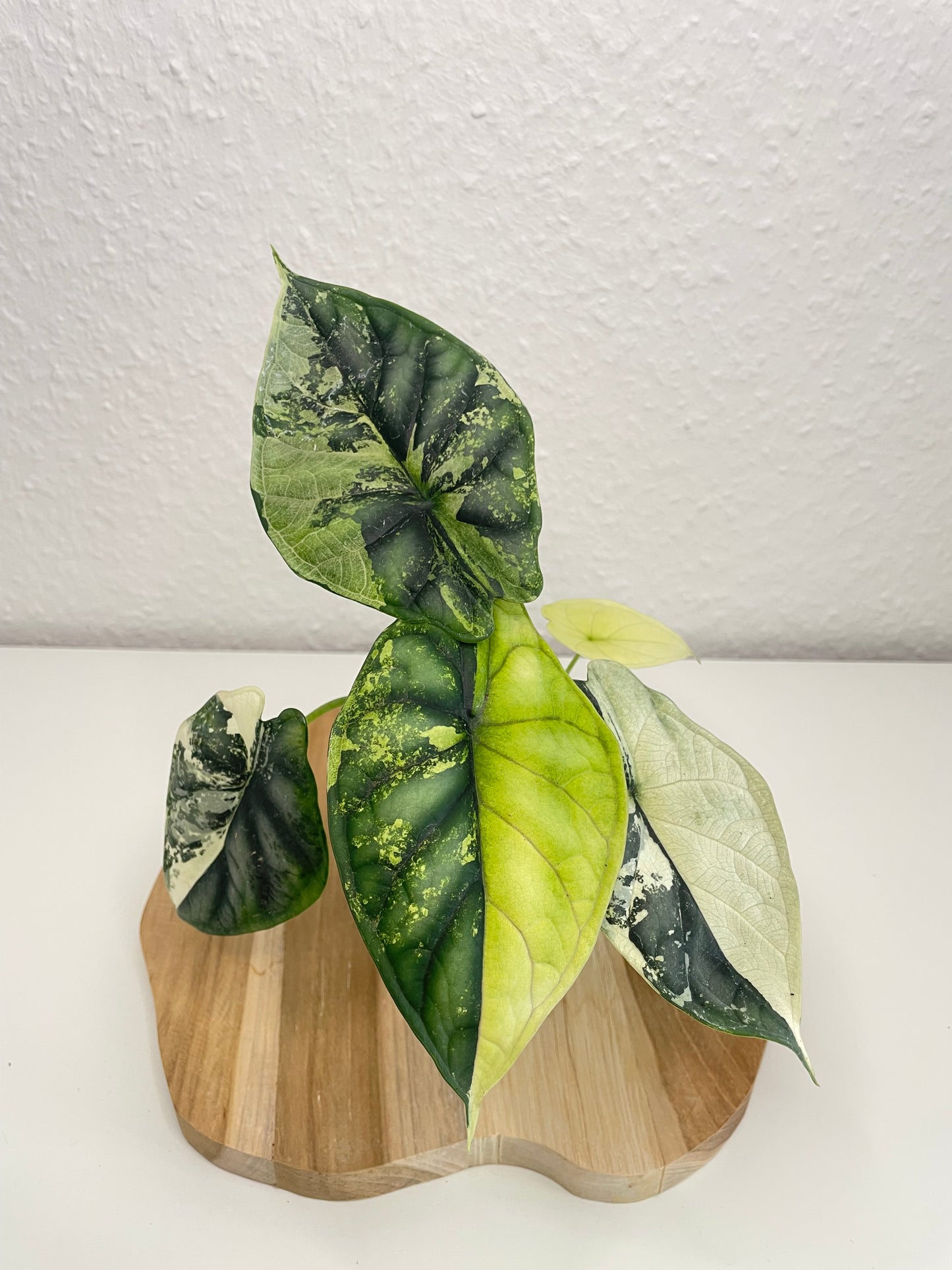 Alocasia Dragon Scale Albo