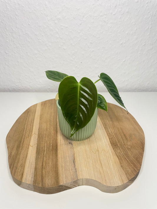 Anthurium Veitchii