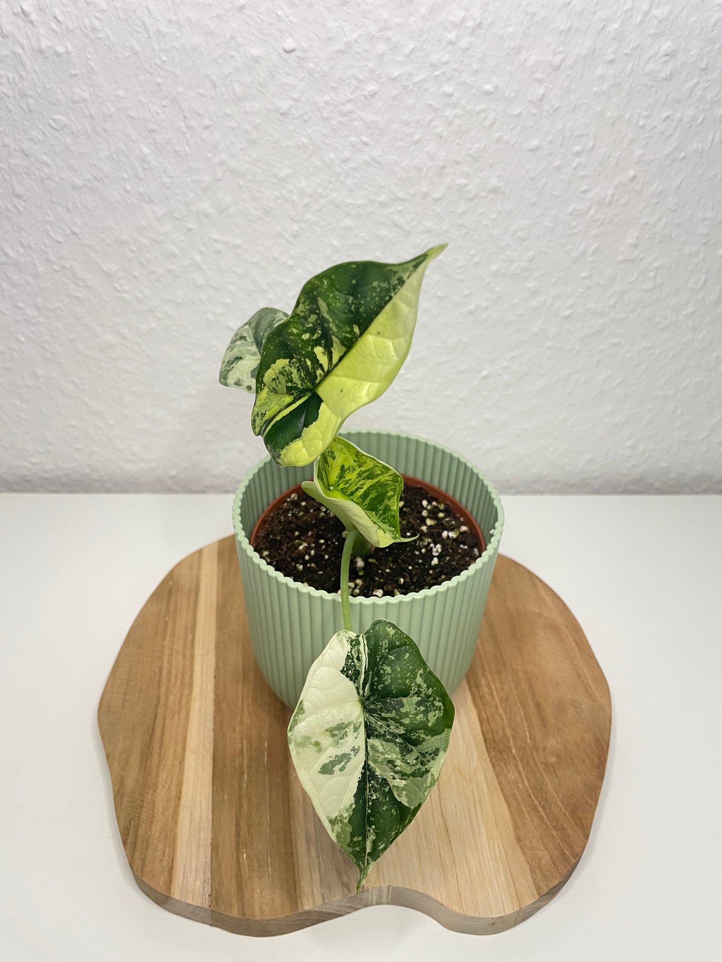 Alocasia Dragon Scale Albo