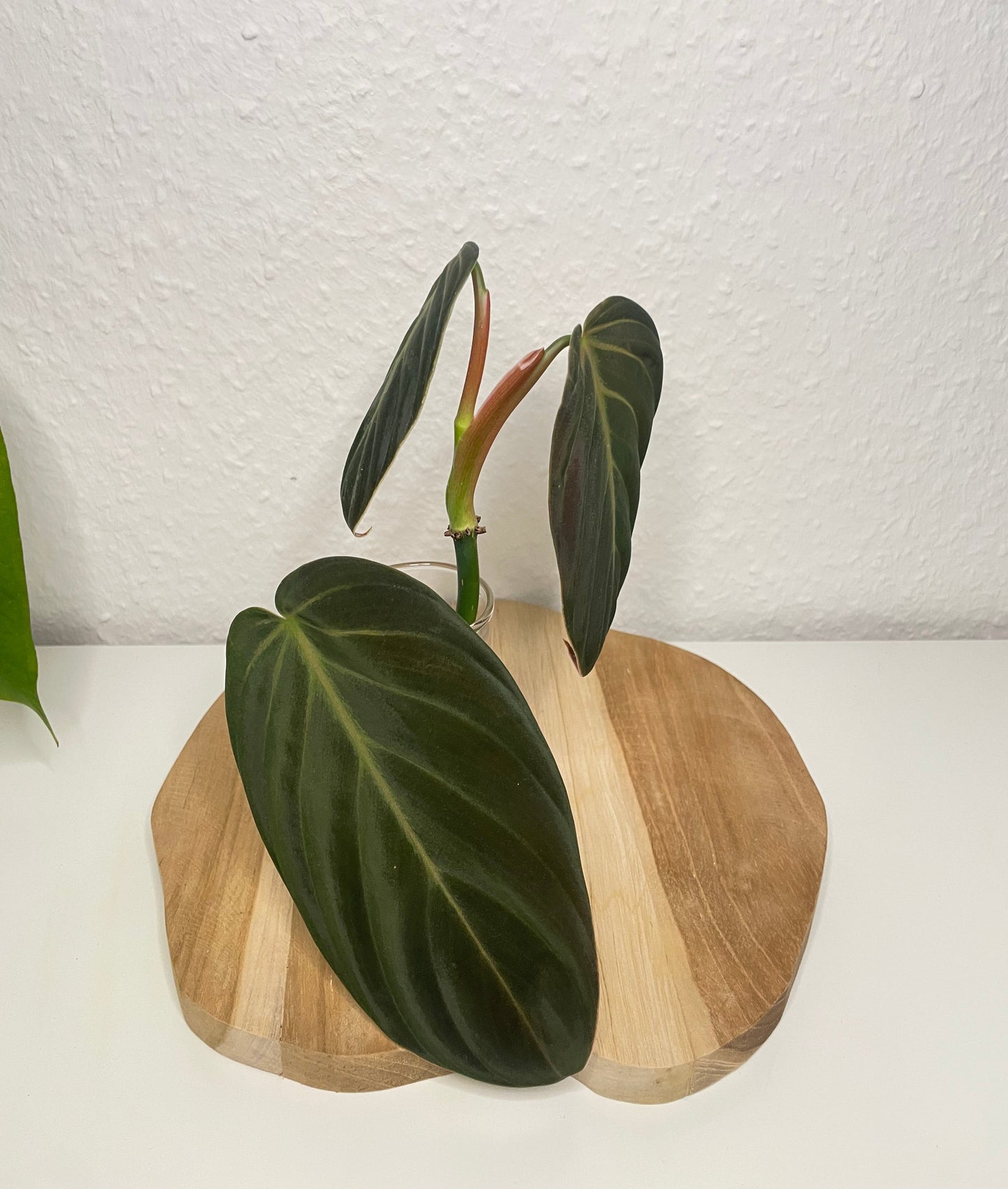 Philodendron Gigas