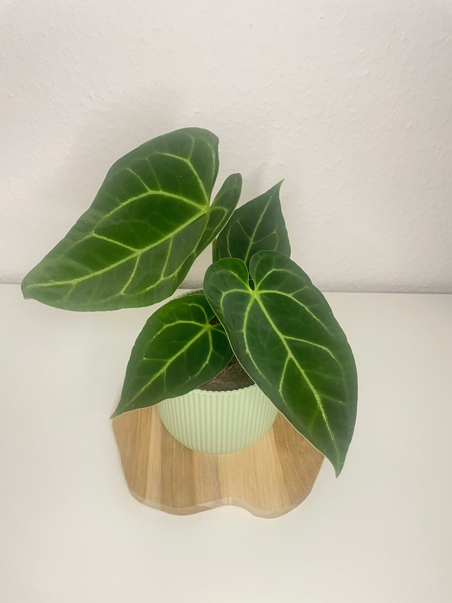 Anthurium Magnificum