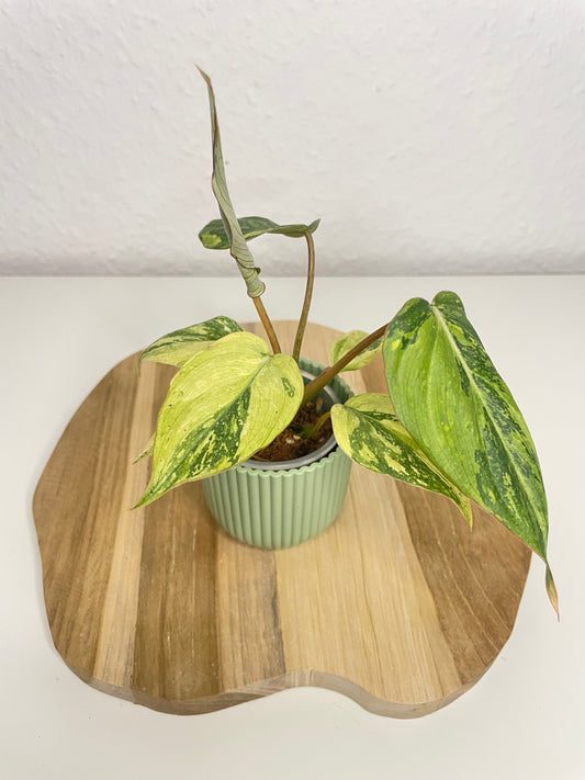 Philodendron Gloriosum Tricolor