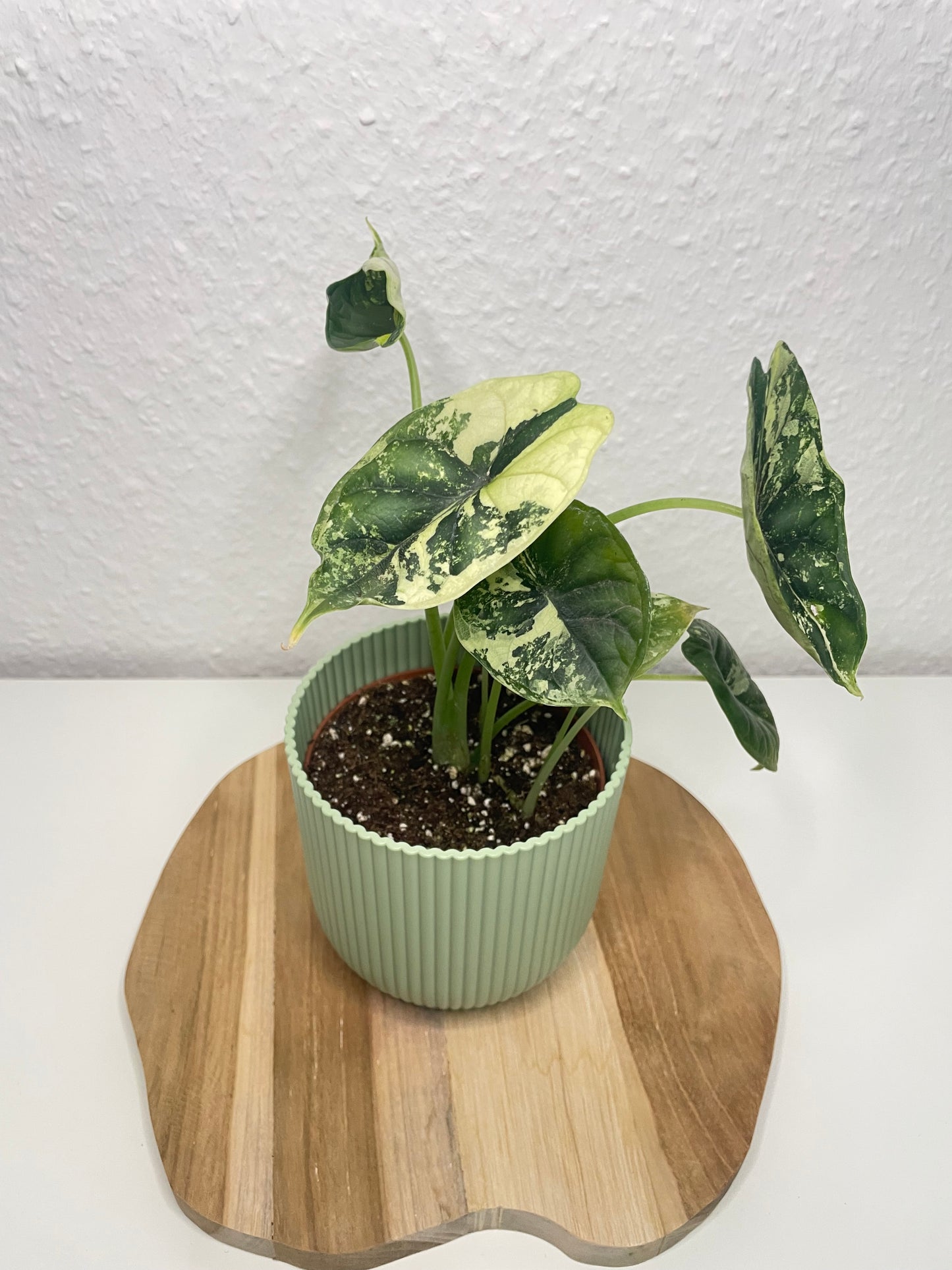 Alocasia Dragon Scale Albo