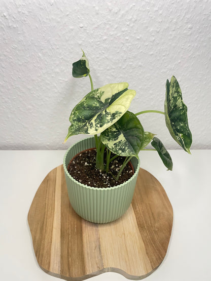 Alocasia Dragon Scale Albo
